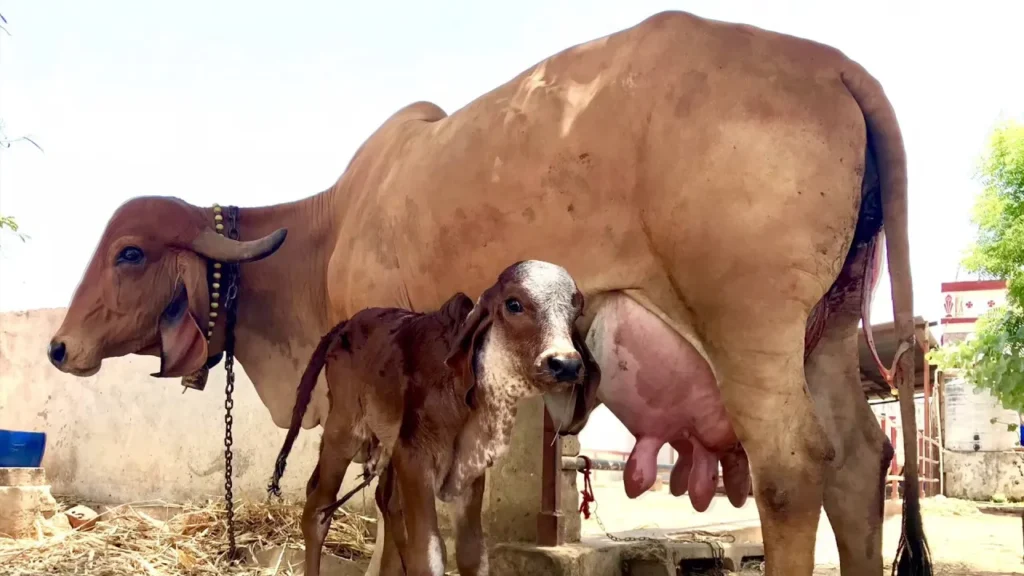 Really Gir Cows Give 10 times More Milk in Brazil Compared to India